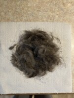The last of my hair in a small pile on a paper towel, on the counter.